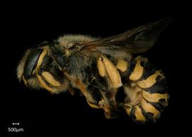   Anthidium illustre nbsp;male lateral habitus, photo: Jeni Sidwell 
